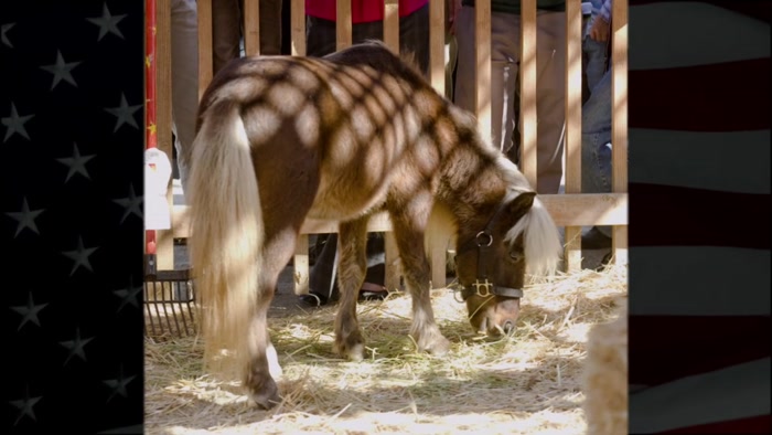 AND IF LIL' SEBASTIAN WERE STILL ALIVE, HE'D SURELY VOTE FOR HER. 