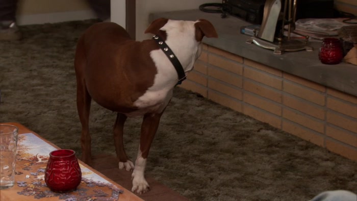 CHAMPION? OH MY GOSH, THERE YOU ARE, PUPPY. 