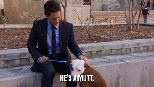 HE'S A MUTT.  