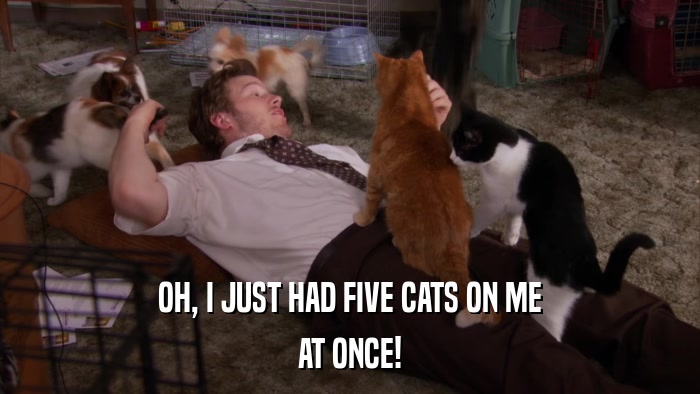 OH, I JUST HAD FIVE CATS ON ME AT ONCE! 