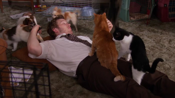 OH, I JUST HAD FIVE CATS ON ME AT ONCE! 