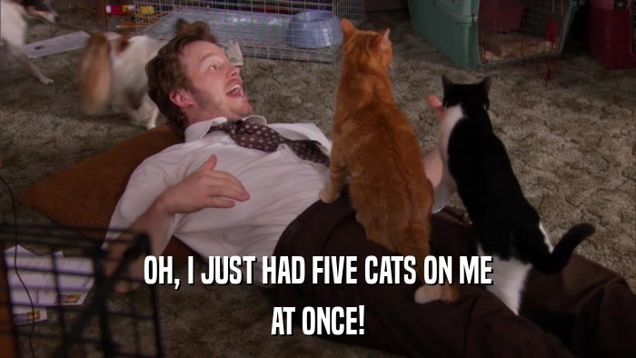 OH, I JUST HAD FIVE CATS ON ME AT ONCE! 