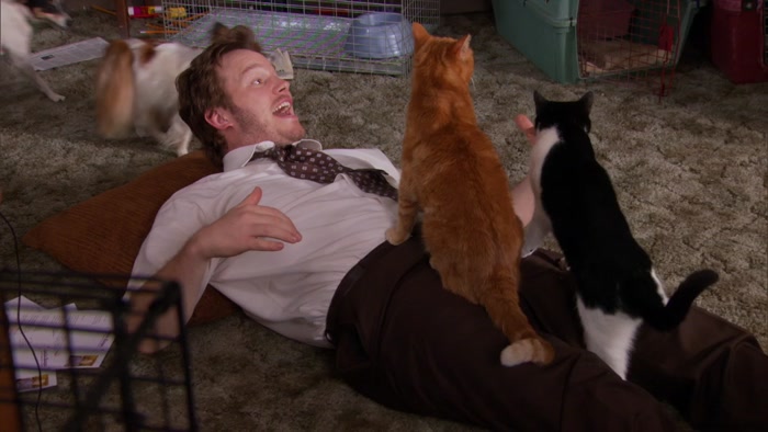 OH, I JUST HAD FIVE CATS ON ME AT ONCE! 