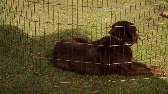 WHAT? THIS CAT WAS IN BOOGIE NIGHTS? 