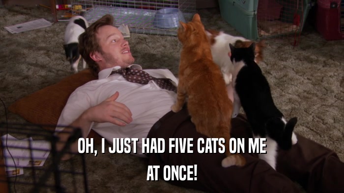 OH, I JUST HAD FIVE CATS ON ME AT ONCE! 