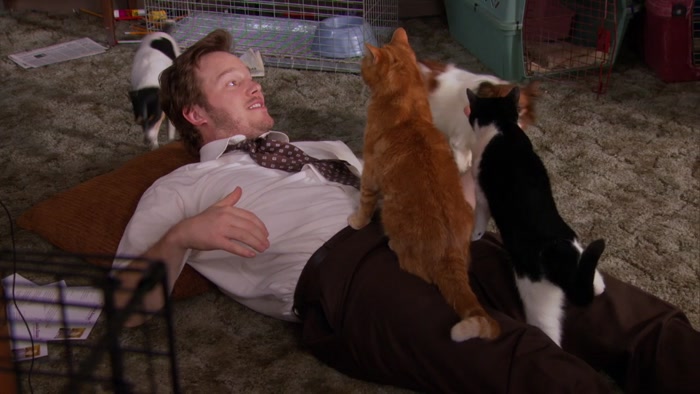 OH, I JUST HAD FIVE CATS ON ME AT ONCE! 