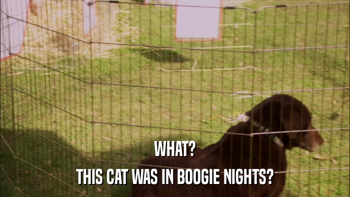 WHAT? THIS CAT WAS IN BOOGIE NIGHTS? 