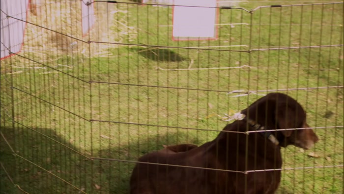 WHAT? THIS CAT WAS IN BOOGIE NIGHTS? 