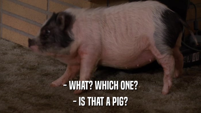 - WHAT? WHICH ONE? - IS THAT A PIG? 