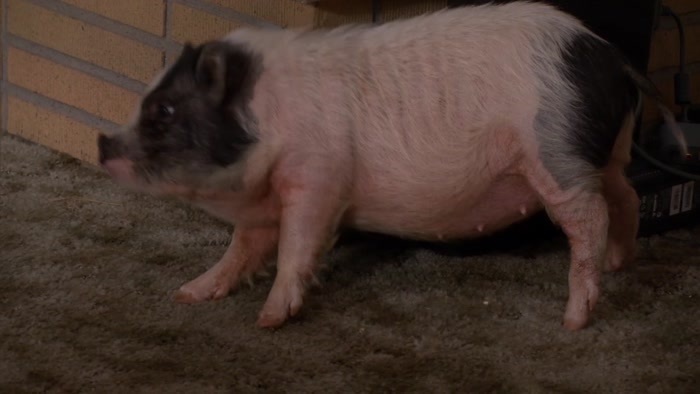 - WHAT? WHICH ONE? - IS THAT A PIG? 