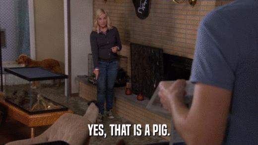 YES, THAT IS A PIG.  