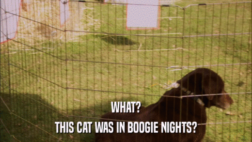WHAT? THIS CAT WAS IN BOOGIE NIGHTS? 