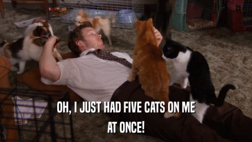 OH, I JUST HAD FIVE CATS ON ME AT ONCE! 