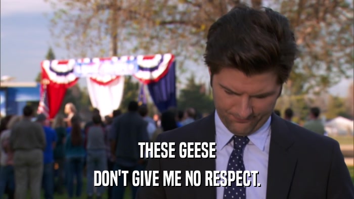 THESE GEESE DON'T GIVE ME NO RESPECT. 