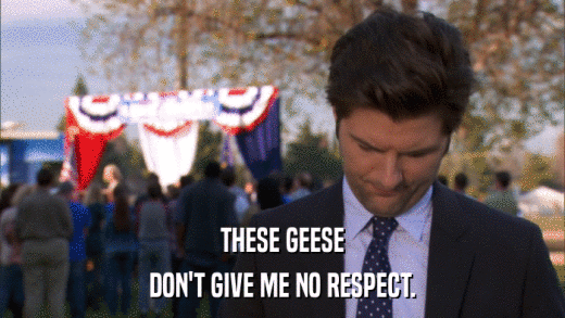 THESE GEESE DON'T GIVE ME NO RESPECT. 