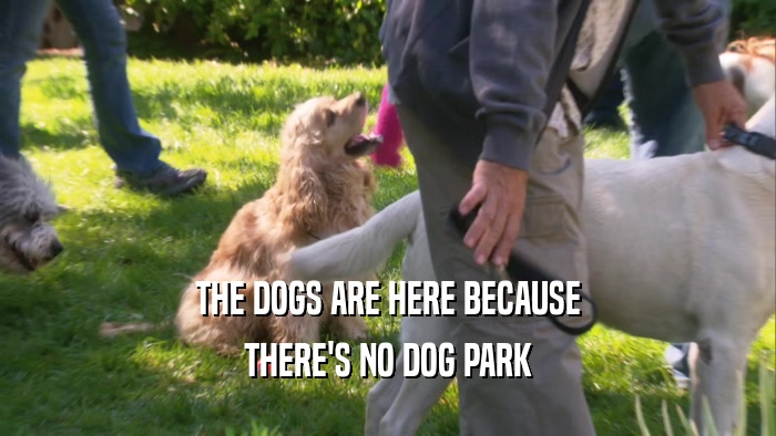 THE DOGS ARE HERE BECAUSE THERE'S NO DOG PARK 