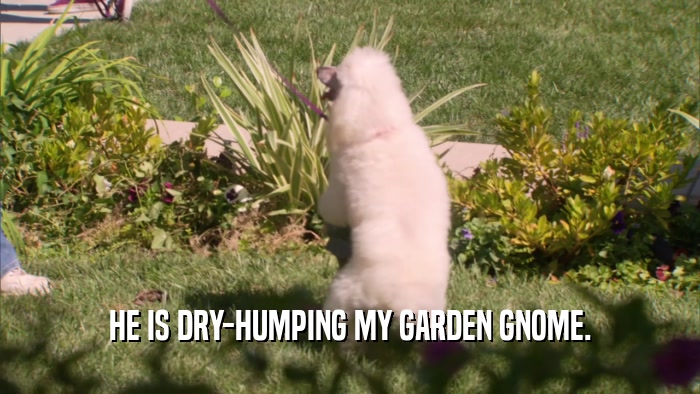 HE IS DRY-HUMPING MY GARDEN GNOME.  