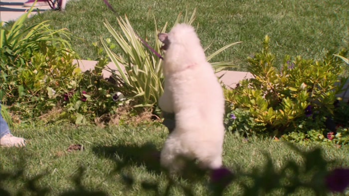 HE IS DRY-HUMPING MY GARDEN GNOME.  