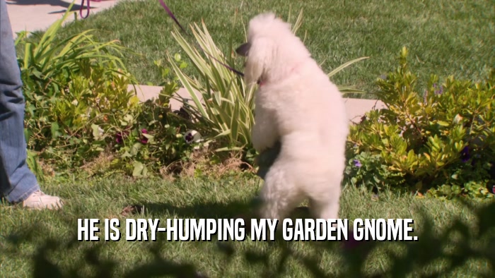 HE IS DRY-HUMPING MY GARDEN GNOME.  