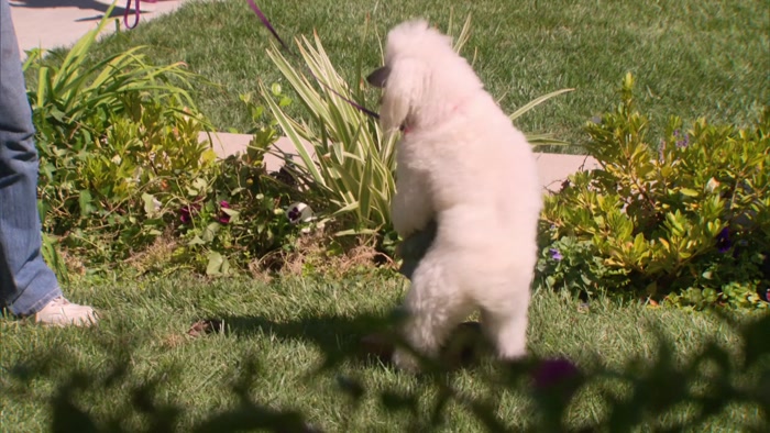 HE IS DRY-HUMPING MY GARDEN GNOME.  