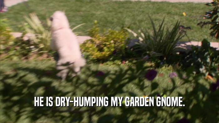HE IS DRY-HUMPING MY GARDEN GNOME.  