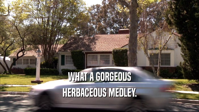 WHAT A GORGEOUS HERBACEOUS MEDLEY. 