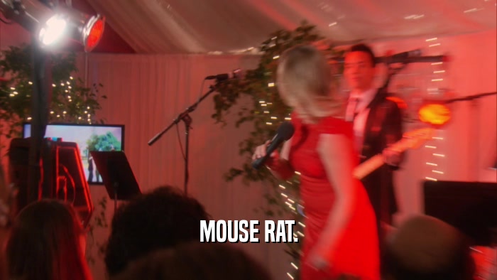 MOUSE RAT.  