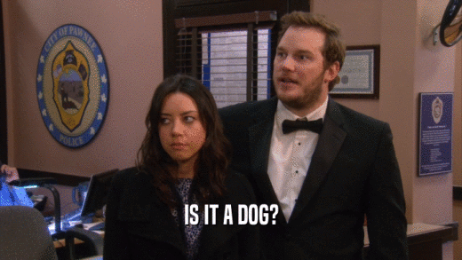 IS IT A DOG?  