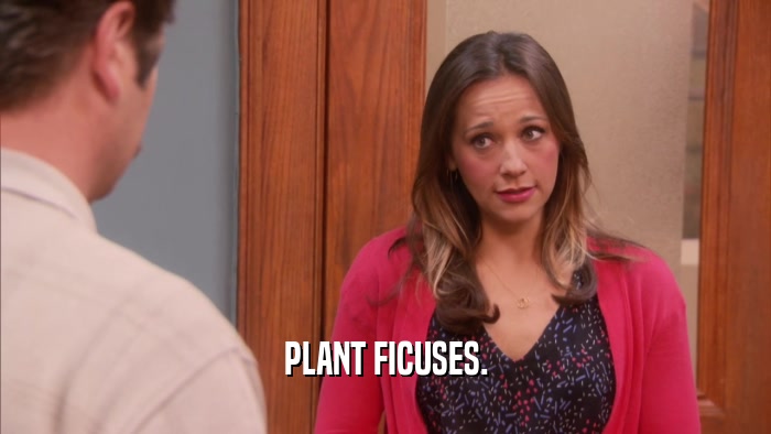 PLANT FICUSES.  