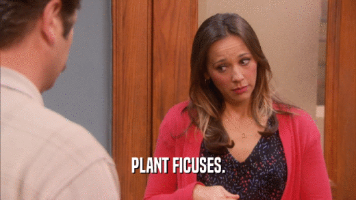 PLANT FICUSES.  