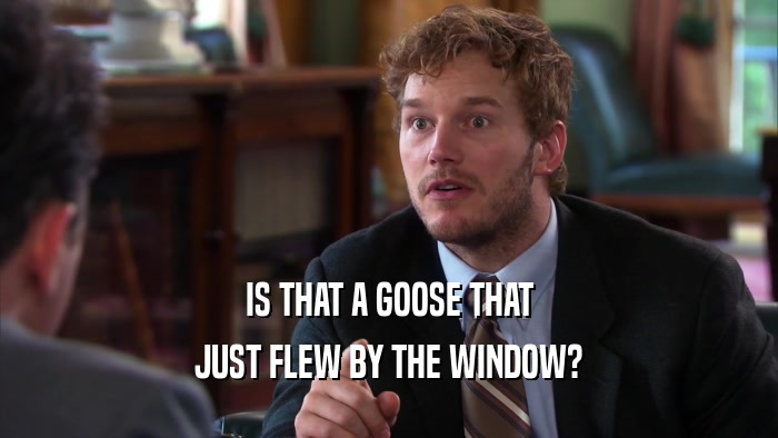 IS THAT A GOOSE THAT JUST FLEW BY THE WINDOW? 