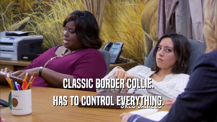 CLASSIC BORDER COLLIE. HAS TO CONTROL EVERYTHING. 