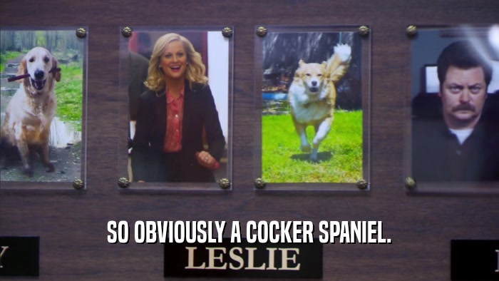 SO OBVIOUSLY A COCKER SPANIEL.  