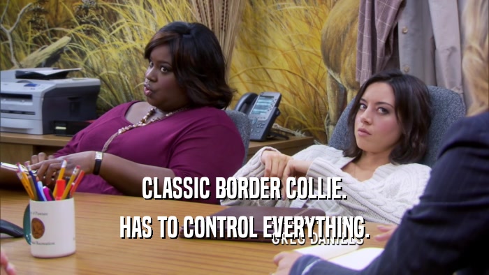 CLASSIC BORDER COLLIE. HAS TO CONTROL EVERYTHING. 