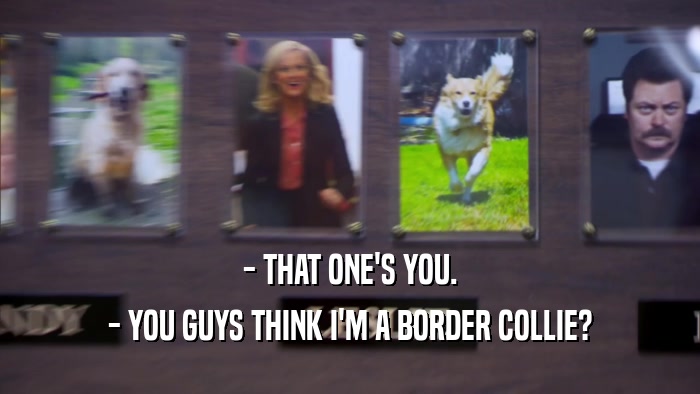 - THAT ONE'S YOU. - YOU GUYS THINK I'M A BORDER COLLIE? 