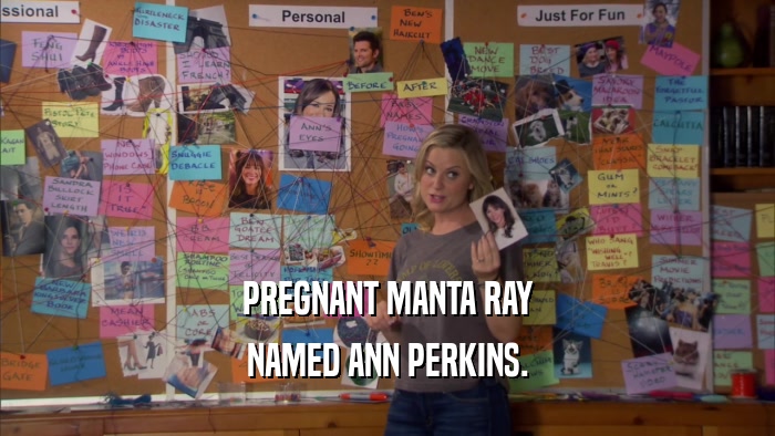 PREGNANT MANTA RAY NAMED ANN PERKINS. 
