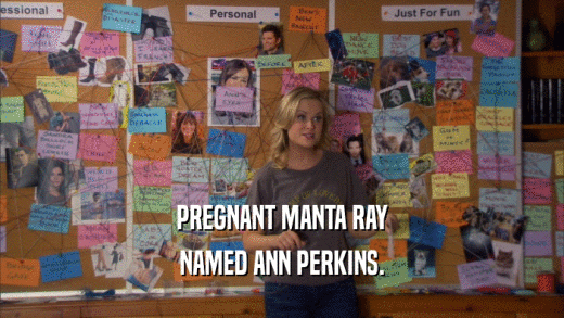 PREGNANT MANTA RAY NAMED ANN PERKINS. 