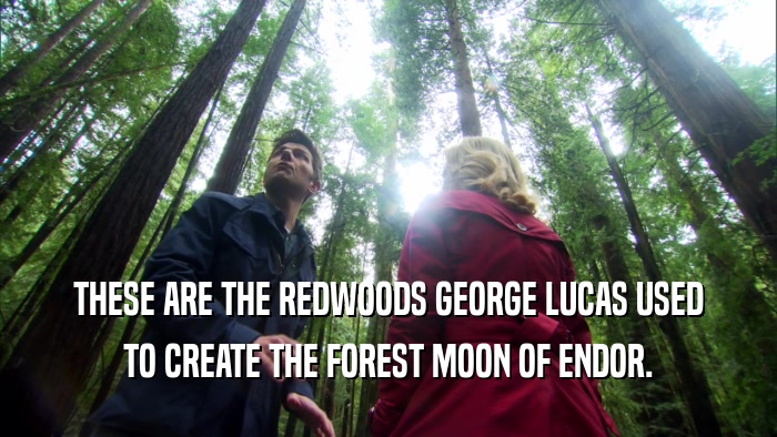 THESE ARE THE REDWOODS GEORGE LUCAS USED TO CREATE THE FOREST MOON OF ENDOR. 
