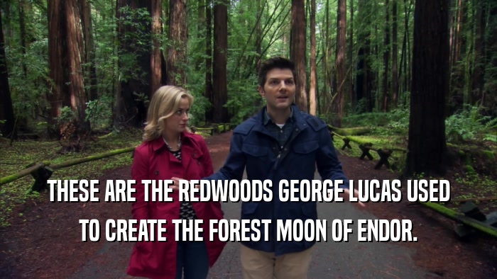 THESE ARE THE REDWOODS GEORGE LUCAS USED TO CREATE THE FOREST MOON OF ENDOR. 