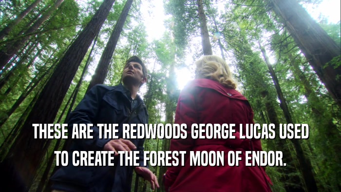 THESE ARE THE REDWOODS GEORGE LUCAS USED TO CREATE THE FOREST MOON OF ENDOR. 