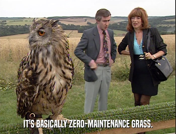 IT'S BASICALLY ZERO-MAINTENANCE GRASS.  