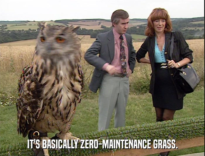 IT'S BASICALLY ZERO-MAINTENANCE GRASS.  