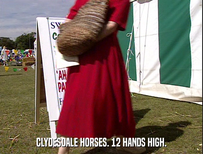 CLYDESDALE HORSES. 12 HANDS HIGH.  