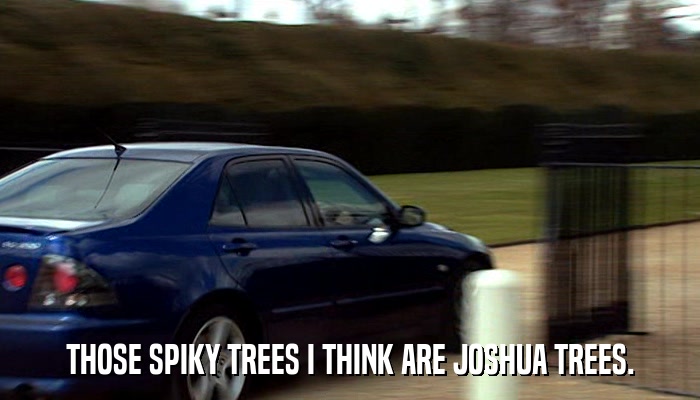 THOSE SPIKY TREES I THINK ARE JOSHUA TREES.  
