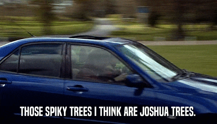 THOSE SPIKY TREES I THINK ARE JOSHUA TREES.  