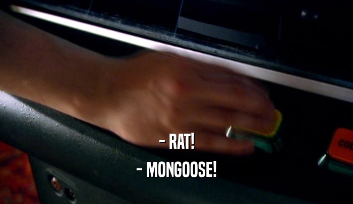 - RAT! - MONGOOSE! 