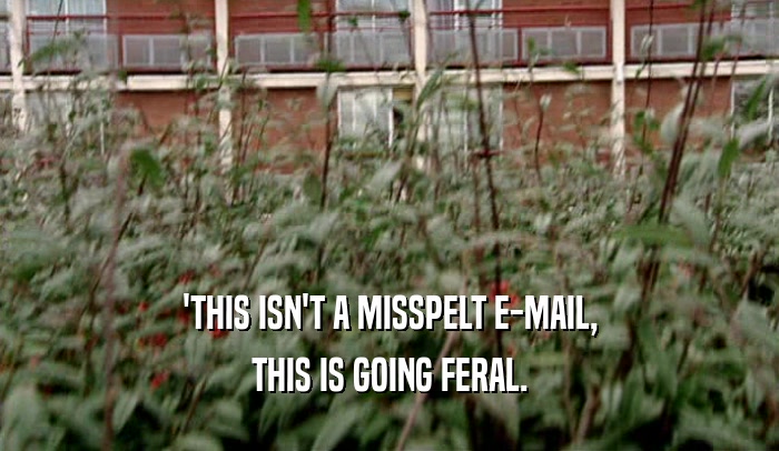 'THIS ISN'T A MISSPELT E-MAIL, THIS IS GOING FERAL. 