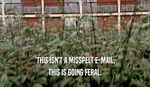 'THIS ISN'T A MISSPELT E-MAIL, THIS IS GOING FERAL. 
