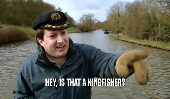 HEY, IS THAT A KINGFISHER?  