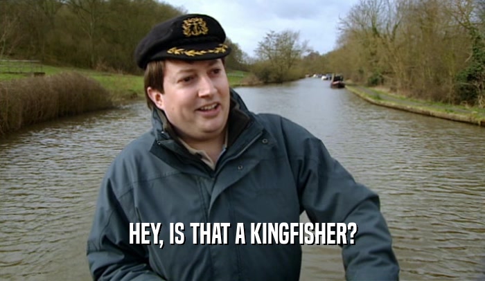 HEY, IS THAT A KINGFISHER?  